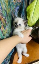 котята саванна купить: Сиам, 1 айлык, Ургаачы, Лотокко барууга үйрөтүлгөн — 3