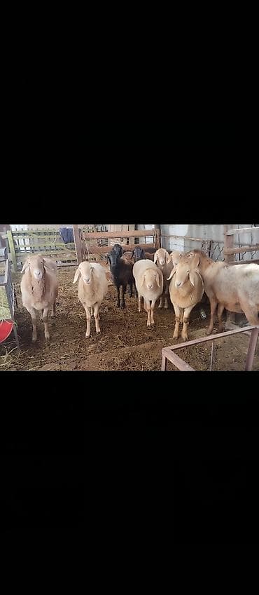 Аквариумы: Продаю | Овца (самка) | Для разведения | Матка — 2