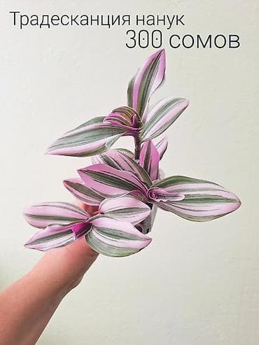 Үй жана бакча: 🌿 Комнатные цветы (укоренённые черенки/молодые растения/взрослые — 4
