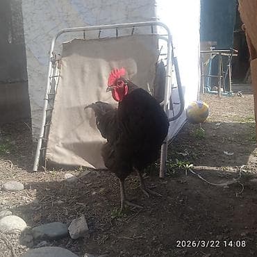 купить спаниеля: Продаю | Петух | Полубрама, Домашняя | Для разведения — 1