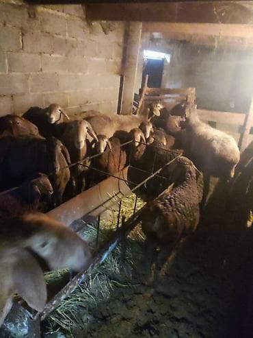 Другие животные: Продаю | Овца (самка), Ягненок | Арашан | Для разведения | Племенные, Матка, Ягнившаяся — 1