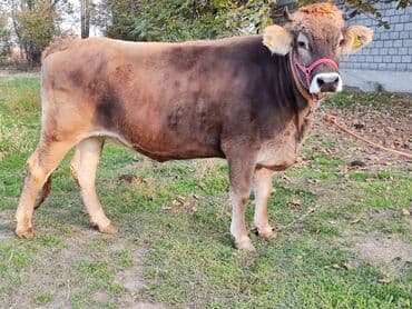 собаки для охраны: Продаю | Тёлка | Швицкая | Для молока | Стельные, Искусственник, Нетель — 8