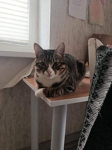 кошка манчкин: Отдаем кошек в добрые руки, прикручены к лотку, спокойные, ласковые — 1