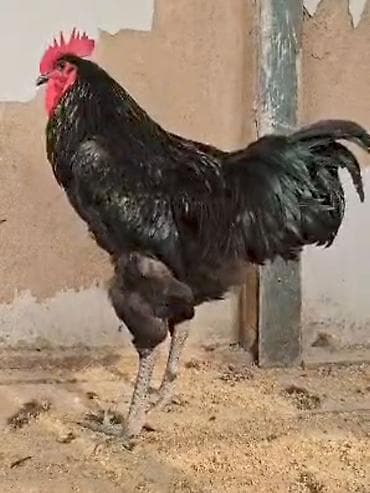 курица живая: Продаю | Петух | Для разведения — 1