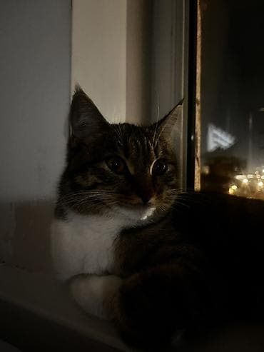 кошке: Здравствуйте, очень срочно 🙏 Беременную кошку сегодня могут выгнать на — 3