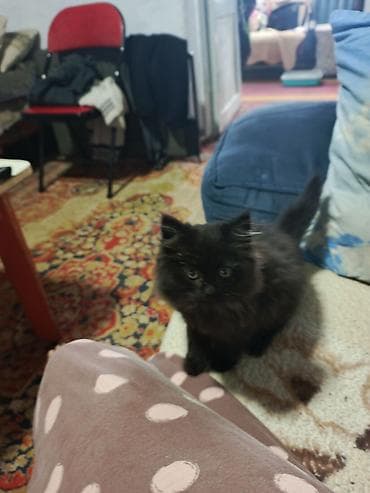 Ветеринар кызматы: Пушистый котёнок с густой длинной шерстью тёмного окраса. Круглая — 3