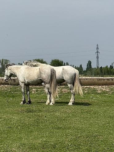 лучший ветеринар бишкек: Продаю | Кобыла (самка) | Рабочий — 8