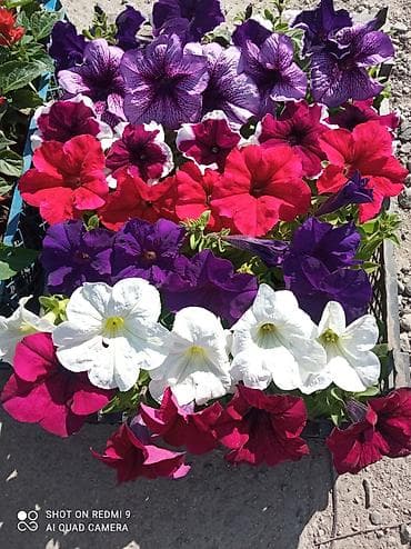 саженцы цветов: Рассада цветущих однолетников в кассетах - Бархатцы (Tagetes) — 6