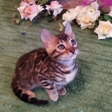 куда можно отдать собаку в бишкеке: Бенгальская, 2 месяца, Девочка — 27