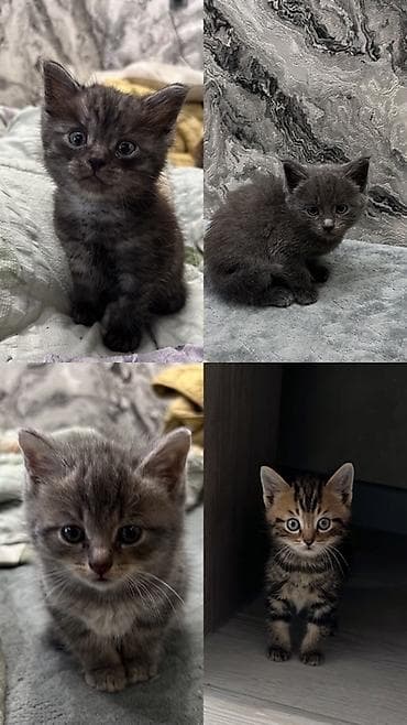 кошка каракол: Котята, домашнего выращивания, короткошёрстные. В помёте разные — 1