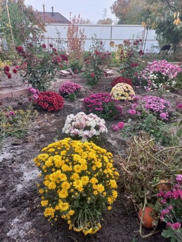заправка газовых баллонов на дому бишкек: Рассада цветка: Хризантемы — 15