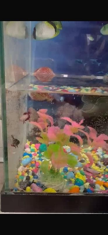 корым: Бойцовые рыбки (Betta splendens) — разноцветные самцы и самки — 8