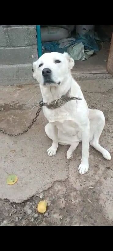 Ит кууту: Алабай, 1 айлык, Эркек — 4