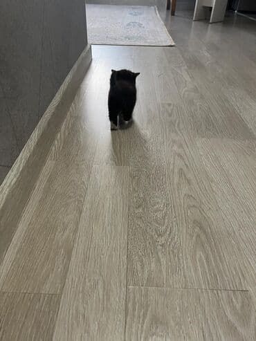 британская короткошерстная кошка: Котята-«носочки» черно-белого окраса (мини-«смокинги») - Пушистые — 10