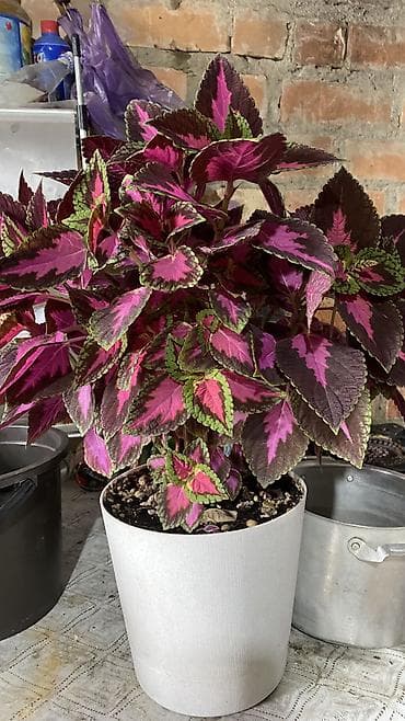 цветущие: Глоксиния (Sinningia speciosa) в горшке. - Крупные бархатистые — 7