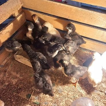 продаю козлят: Продаю | Цыплята | Для разведения — 5