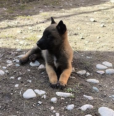 тазы собака: Бельгия овчаркасы, 2 айлык, Ургаачы, Эмделген — 1