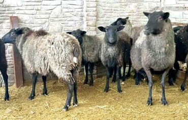 цена французский бульдог: Продаю | Овца (самка), Ягненок, Баран (самец) | Гиссарская, Арашан, Романовская | Для разведения, Для шерсти | Племенные, Котные, Осеменитель — 2
