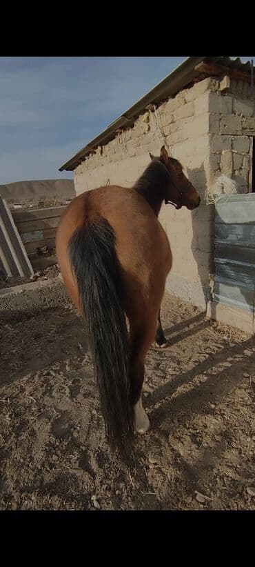 сколько стоит шотландский вислоухий котенок: Продаю | Кобыла (самка) | Рабочий — 3