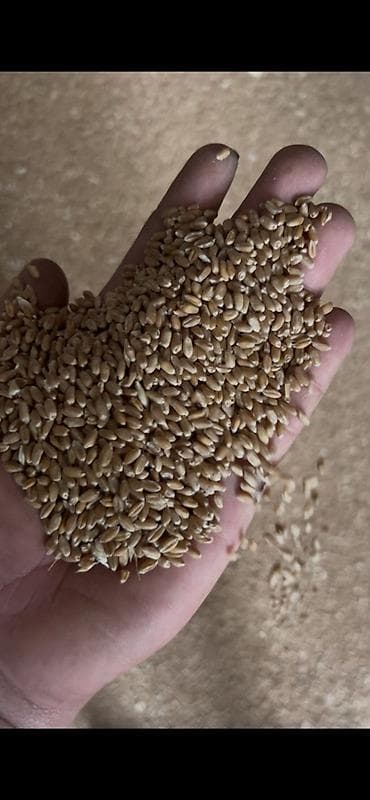 сырое молоко: Пшеница (цельное зерно) Продам пшеницу оптом 18 сом - Цельные — 1