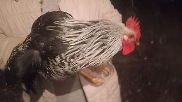 мясо бройлера цена бишкек: Птицы — 5