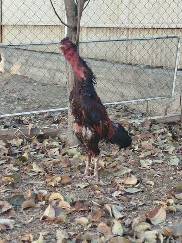 кыргыз добот ит: А/ч жаныбарлары үчүн тоюттар — 7