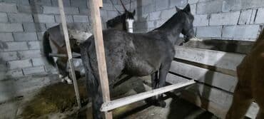 собака дом: Продаю | Конь (самец), Жеребенок | Полукровка | Для разведения, Конный спорт | Племенные — 2