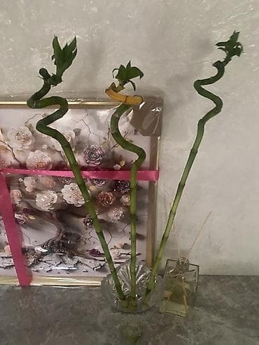 Бамбук: Спиралевидный бамбук (Dracaena sanderiana, «счастливый бамбук») — — 1