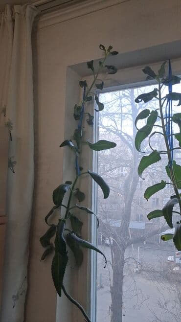 сколько стоит орхидея в бишкеке: Каланхоэ лечебный — 6