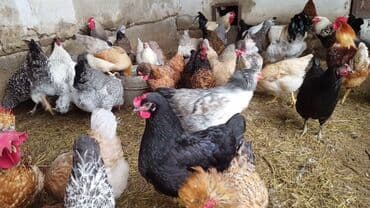 куры доминанты: Продаю | Куры, Петух, Цыплята | Брама, Домашняя | На забой, Для разведения, Несушки — 8