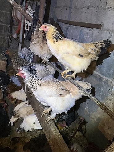 Аквариумы: Домашние куры и петухи — 5