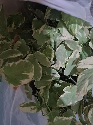 Набор декоративных садовых растений (делёнки/саженцы в горшках): 1)