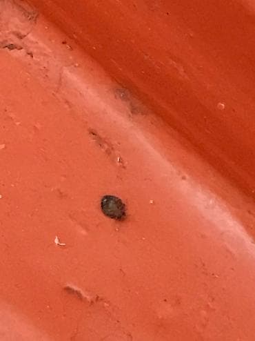 Другие услуги: Дезинфекция, дезинсекция, | Клопы, Блохи, Тараканы, | Транспорт, Офисы, Квартиры — 7