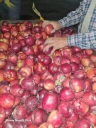 садовый вар бишкек: Яблоки оптом сорт крипсон зимние с темно-фиолетовыми (почти черными) — 5