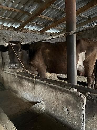 аталык породистые коровы: Продаю | Корова (самка) | Для молока | Привязанные — 3