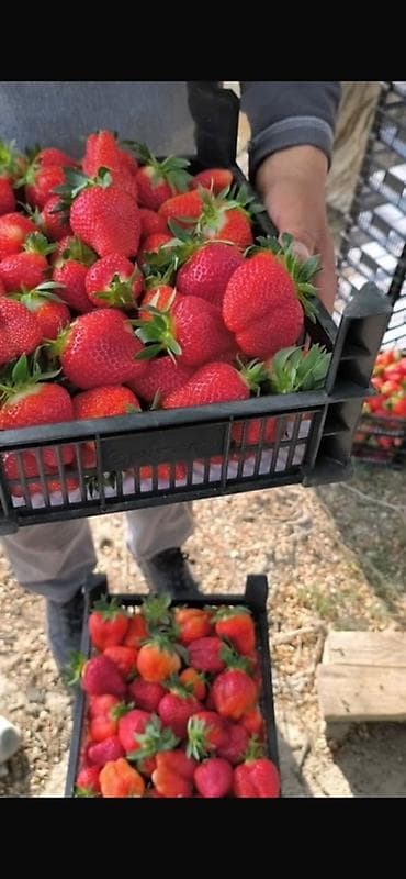 бумажные пакетики: Пластиковый Ящик — 4