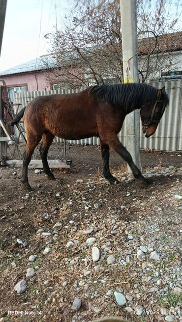 отдам собаку в хорошие руки бишкек: Продаю | Жеребец | Рабочий — 5