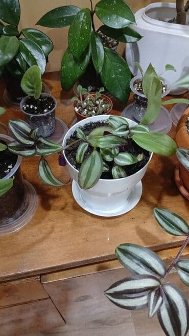 одежда оптом дордой: Продаю комнатные, домашние цветы. В новых горшках и хорошем — 25