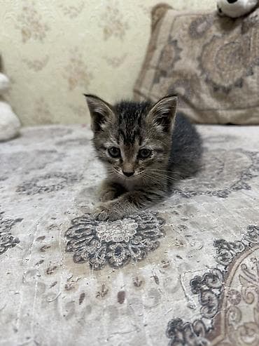 Кошка даром: Беспородная, 1 месяц, Девочка, Приучена к лотку, Проглистована — 2