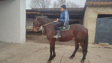 Животные: Продаю | Конь (самец) | Полукровка | Рабочий — 3