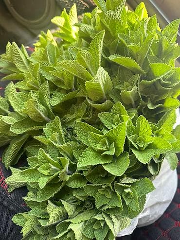 хлорофилл в бишкеке: Мята сатылат 1 кг 500с
Город Жалал-Абад 
Тел — 2