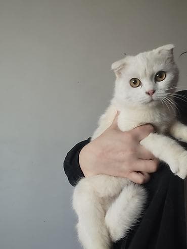 кошки в токмоке: Белые кошки с редким окрасом и выразительными янтарными глазами. На — 4
