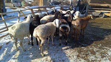 Айыл-чарба жаныбарлары: Сатам | Кочкор (эркек) | Аргын | Көбөйтүү үчүн | Бычылган — 9