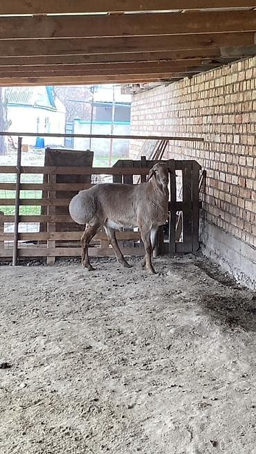 Аквариумдар: Сатам | Ургаачы кой (ургаачы) | Көбөйтүү үчүн | Асыл тукумдуу — 4