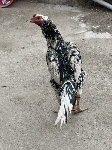 Үй жаныбарлары үчүн товарлар: Продаю дакан — 1