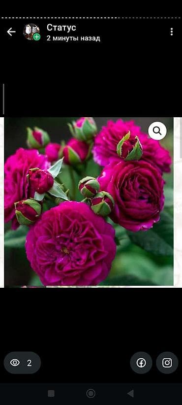 цветник: Саженцы цветка: Розы, Платная доставка — 6