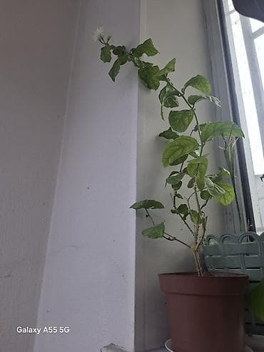 жасмин цветы: Жасмин самбак (Jasminum sambac), комнатное/балконное растение в — 6