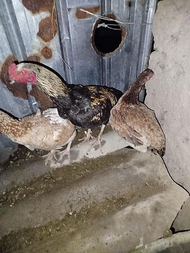 ысык куле: Инкубационные яйца домашней птицы - Яйца от бойтцового порода дакан — 2