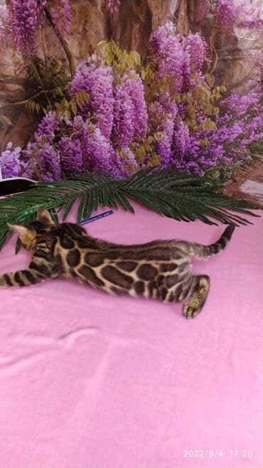 бенгальский леопардовый кот: Красивейшие Бенгальские котята с огромными розетками. Проф питомник — 2