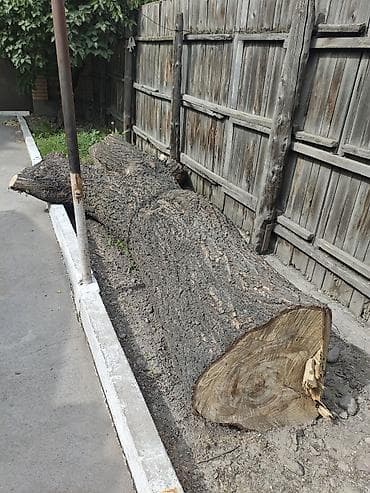 Лесо- и пиломатериалы: Продаётся карагач 🌳 Длина ствола 3 м, диаметр около 66 см. Под слэбы — 4